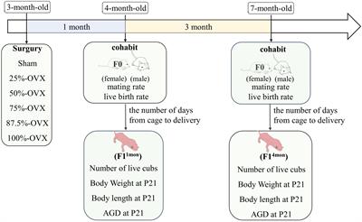 Effects of different volumes of ovariectomy on fertility and offspring development of rats